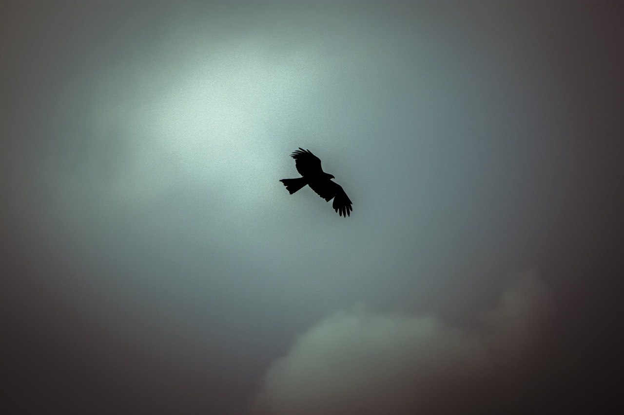 A bird silhouette against an open sky.