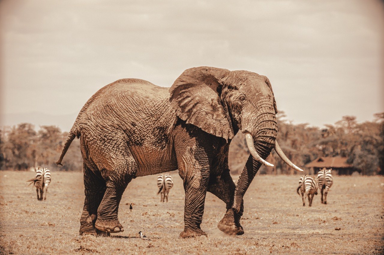 An elephant rendered with gravity and vivid presence.