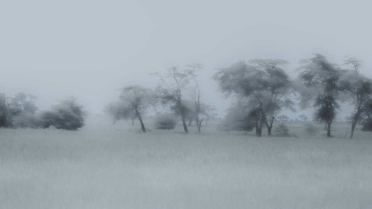 A sparse landscape where absence feels inhabited.