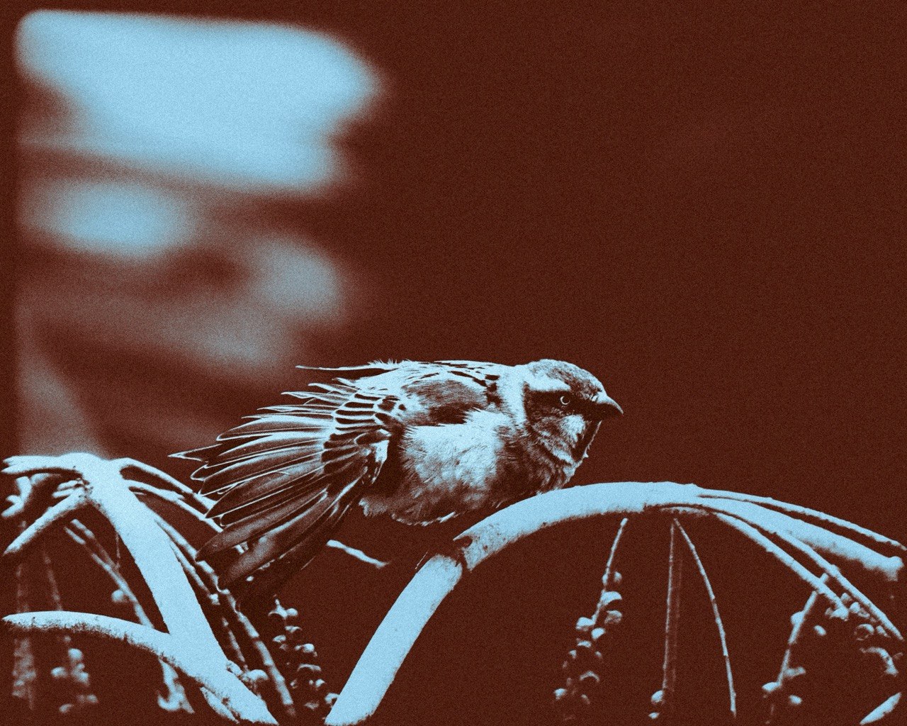 Two birds perched together, facing different directions.