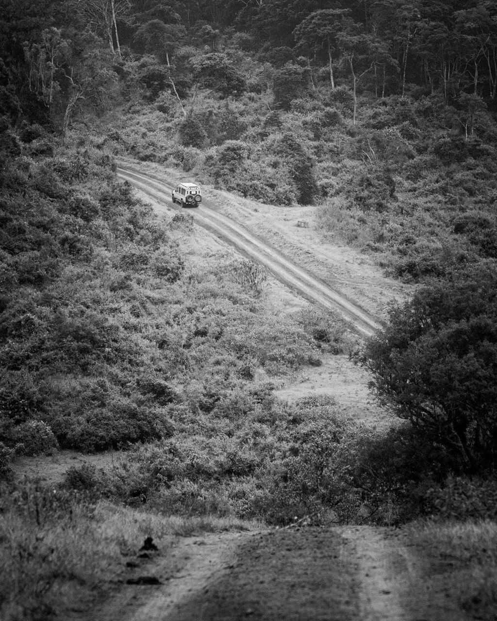 A quiet road receding into atmospheric haze.